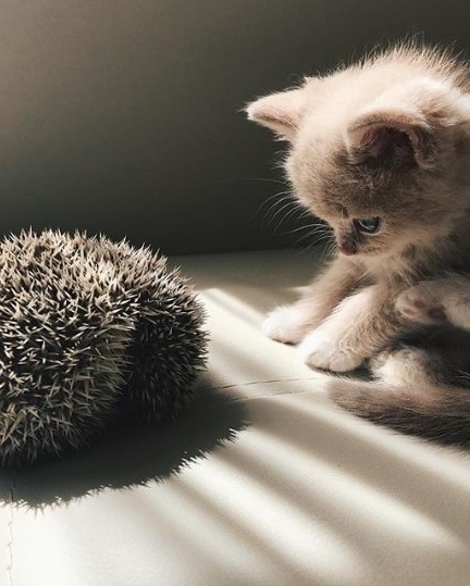 Прикольных котов пост