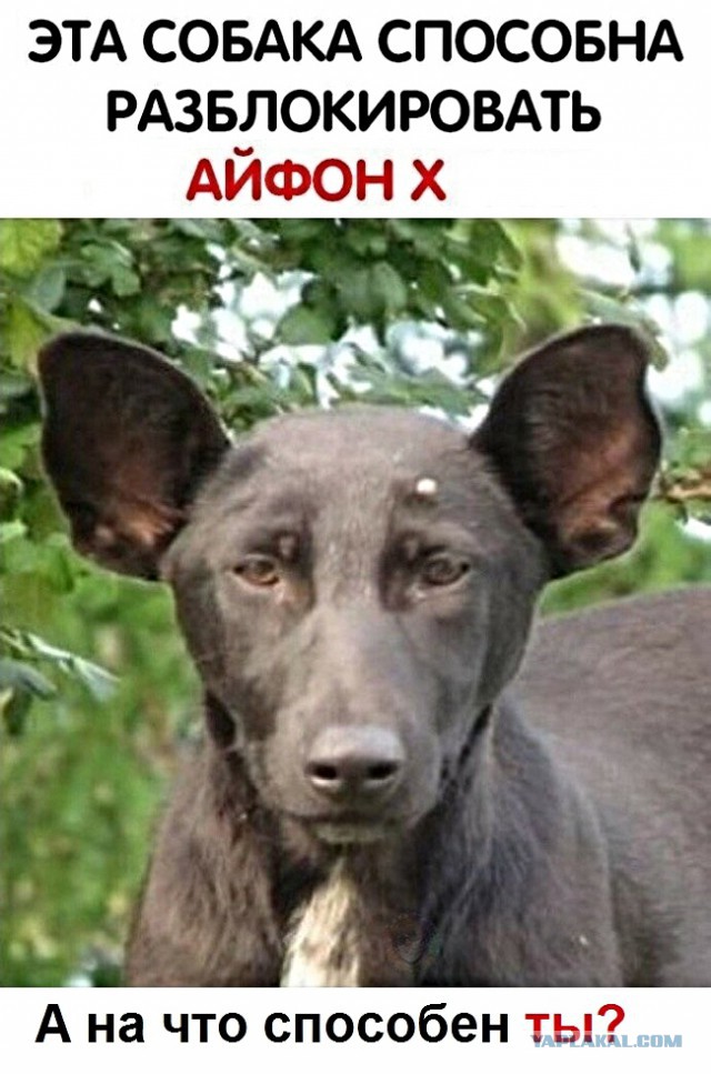 Картинки с надписями и анекдоты