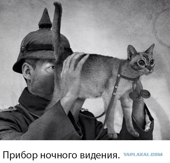 Почему нельзя смотреть в глаза кошке?