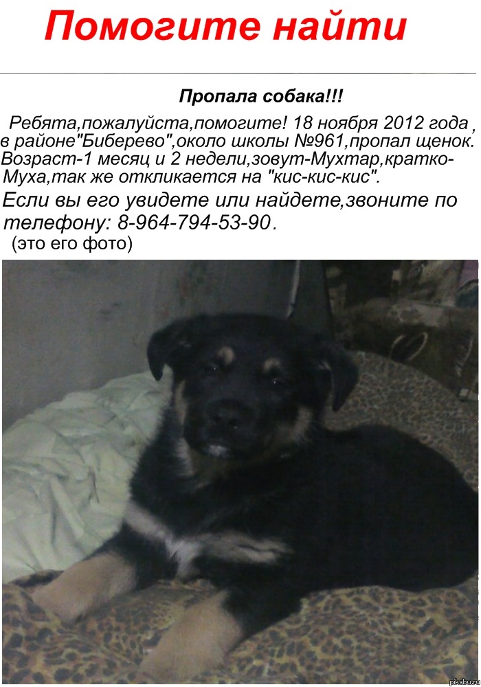 Объявление О Продаже Собаки