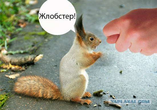 Фотожаба: Бельчонок