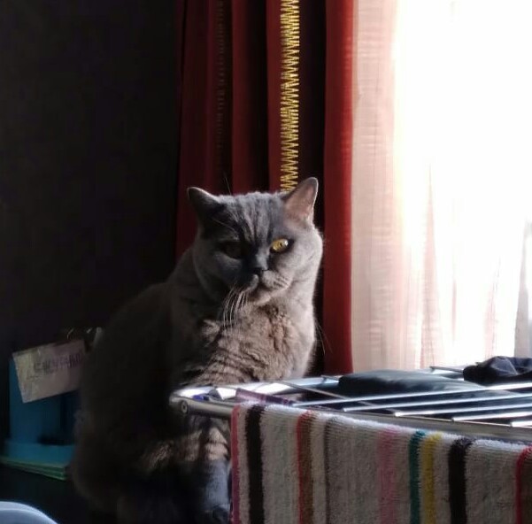 Котовторнику посвящается