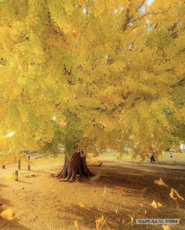 Фотосалат и картинки