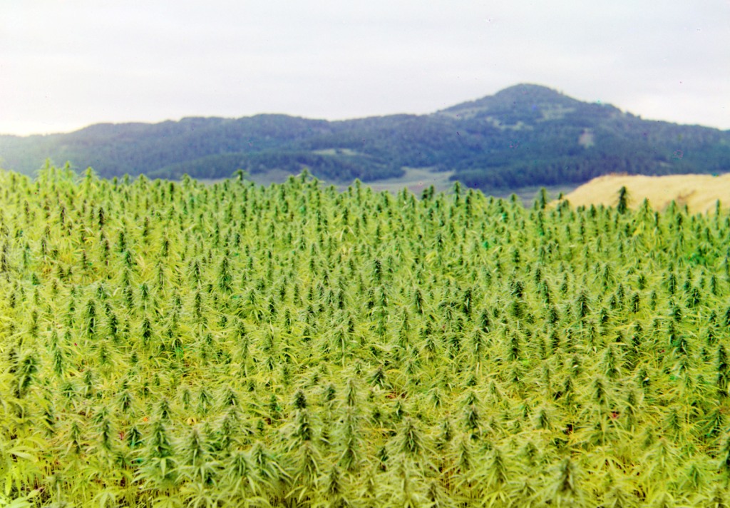 Чуйская долина марихуана пролечивание конопли