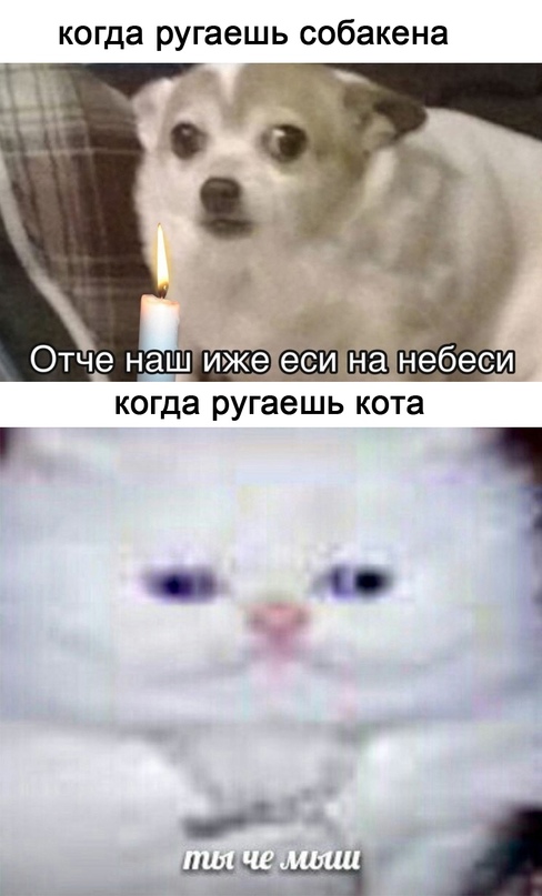 Весёлый полтишок 14.02