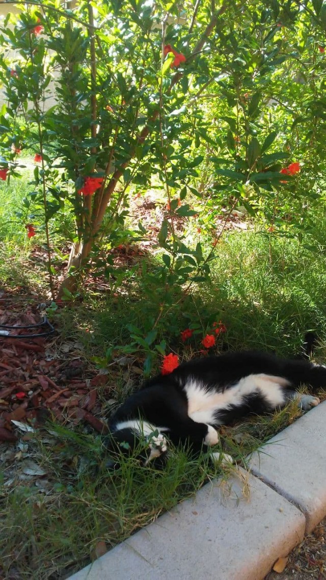 Коты в США - 3