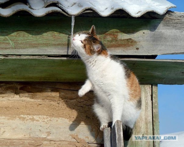 Котовторнику посвящается