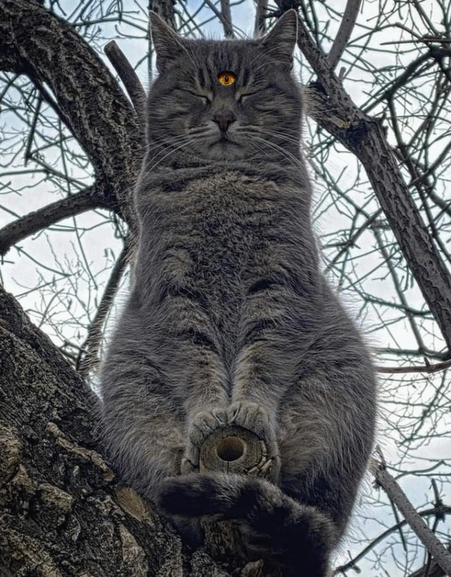 Величественное