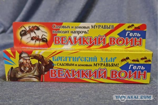 Один день из жизни муравьев с близкого расстояния.