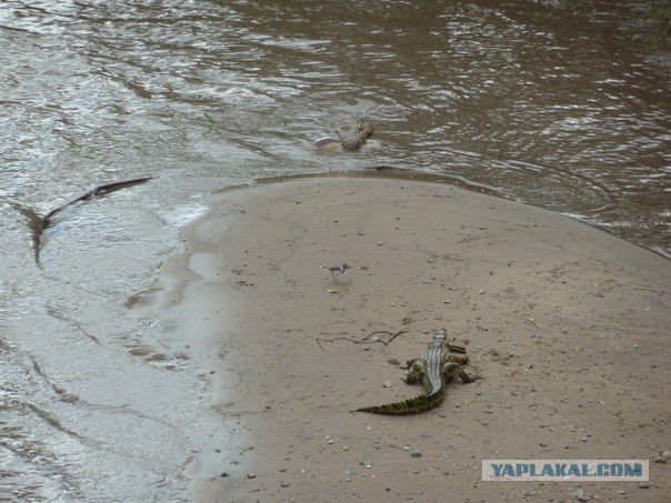 AFRICA - (Эфиопия,Кения,Танзация) 4-16 ноября 2011