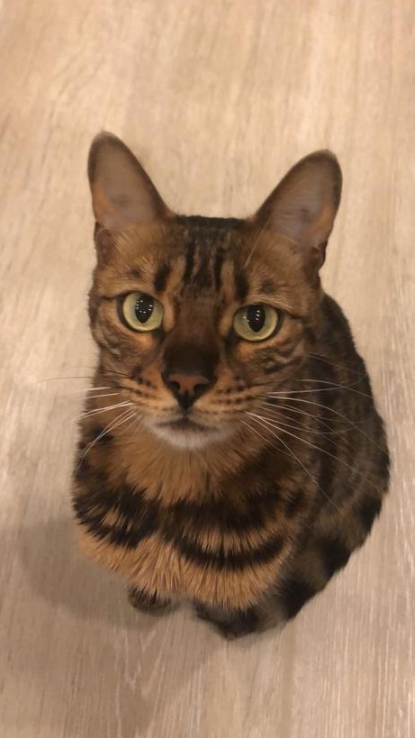Котодракула