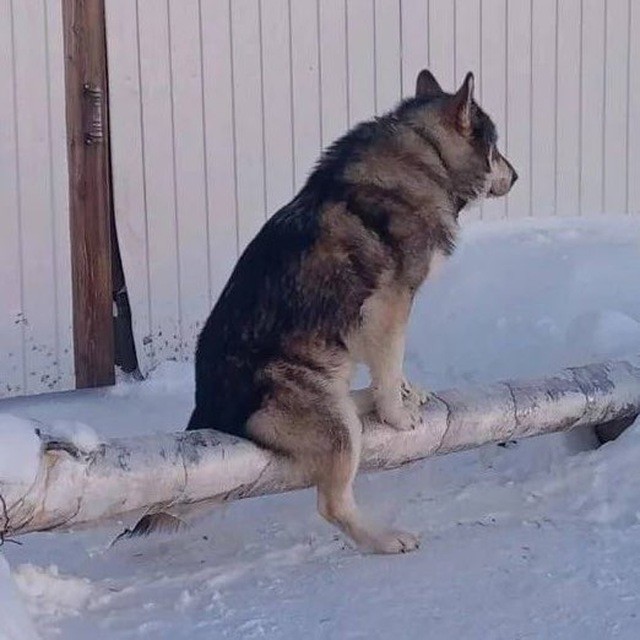 Опять волки. Зимой