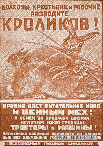 Почему на Руси употребление в пищу мяса кролика считалось большим грехом