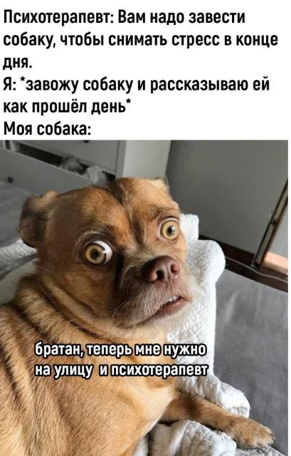 День рождения в собакочетверг