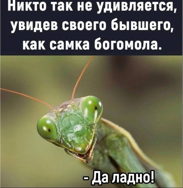 Забавные комментарии из социальных сетей 06.11.23