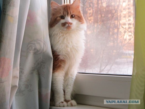 Котовторник 30.04.2013