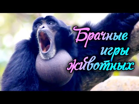 Туапсинские долба#бы