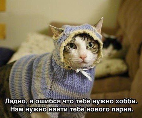 Котовторник в картинках