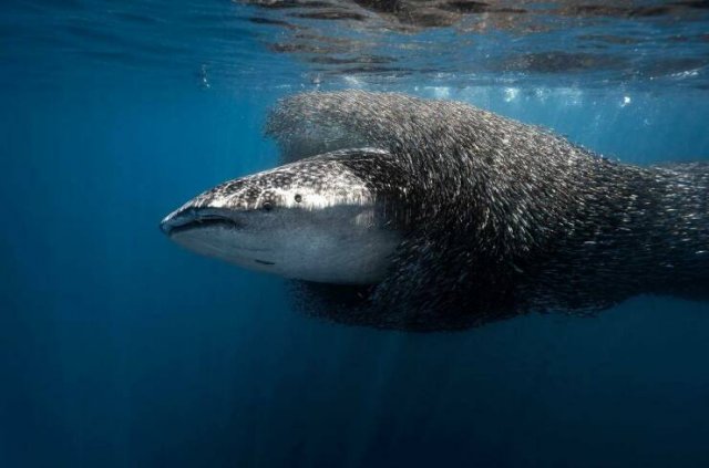 Веселые картинки в понедельник (07.07)