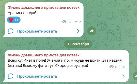 Жизнь домашнего приюта для котеек 557
