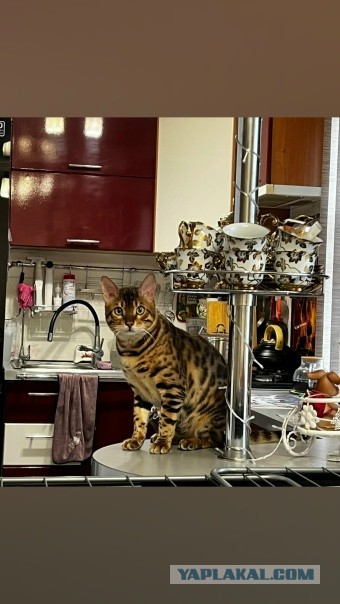 Котëнок-заморыш стал красивой кошкой