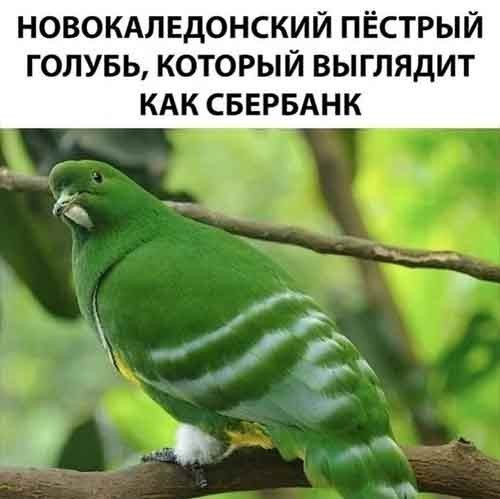 Веселое настроение в картинках (14.02.2025)