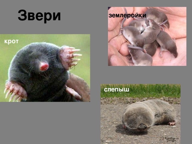 Садоводам и прочим земледельцам