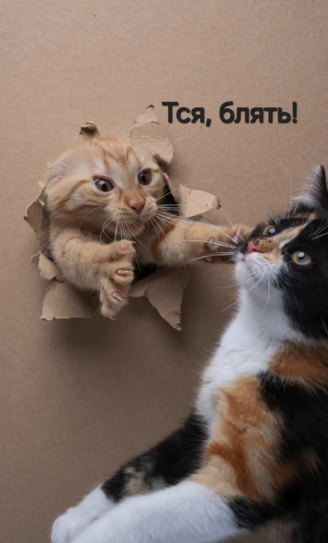 С носка на пятку