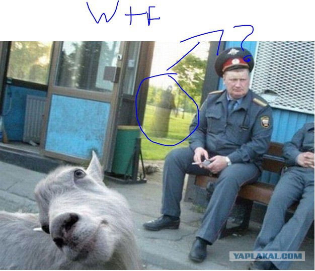 Самые известные фотобомбы уходящего года