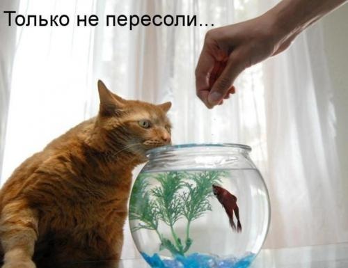 Весёлые картинки. Разбавим будни