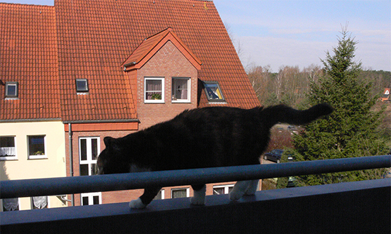 Котовторник 27.5.2014