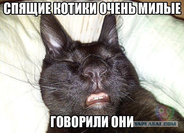 Котовторник 10.06.2014