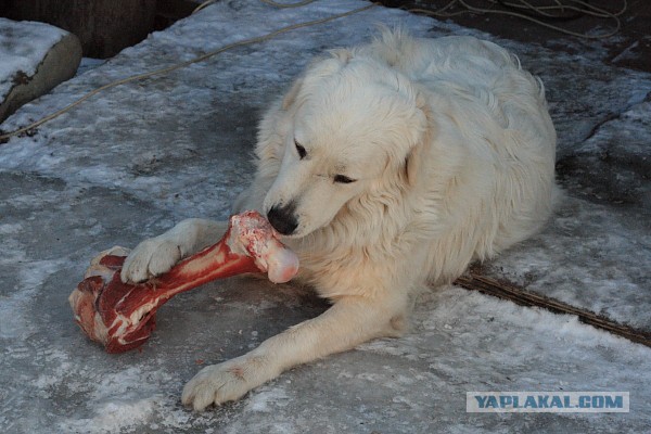 Сахарная косточка