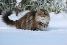 Самые красивые породы кошек (Топ 21)