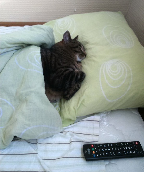 Котовторнику посвящается.