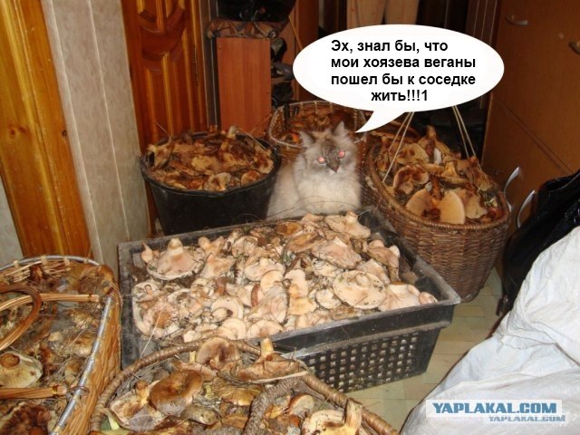 Скажи грибам "ДА"!