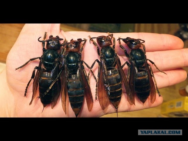 Топ 10 самых опасных насекомых и в мире