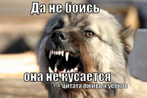Питбуль атакует лошадь