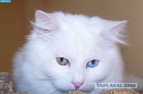 10 самых ласковых пород кошек