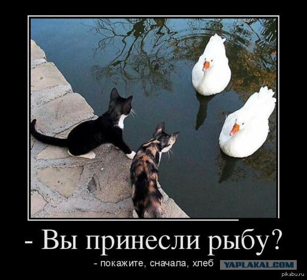 Демотиваторы