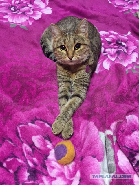 Котовторник