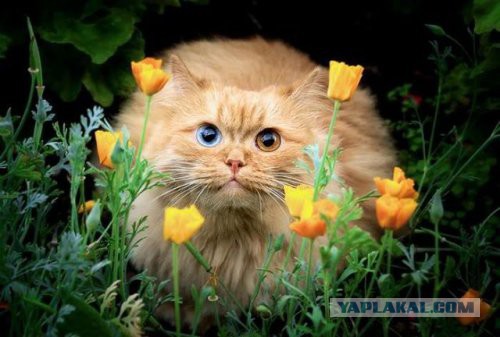 Скотинки - Животинки