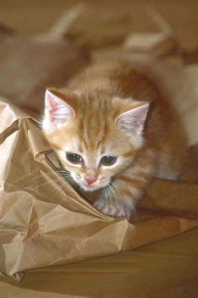 Коты, кошки, котята