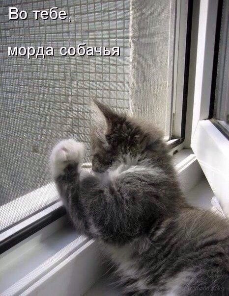 Мохнатые беспредельщики