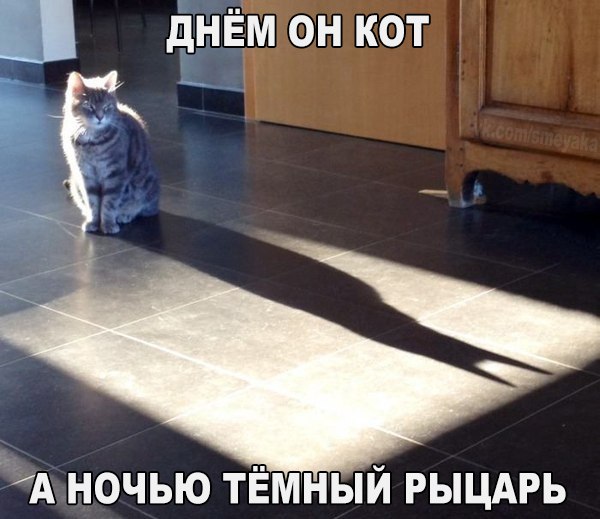 Прикольные животные
