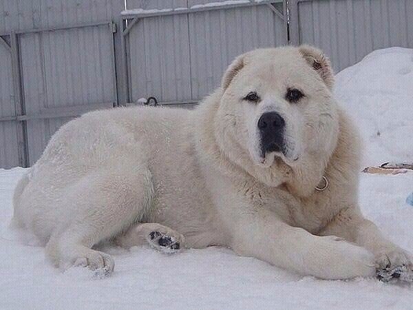 Прикольные животные
