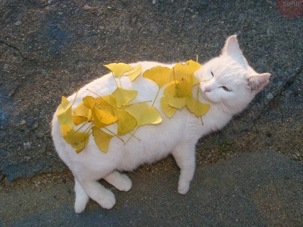 Винегрет фоток на пятницу...