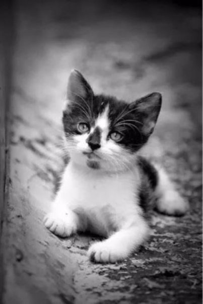 Коты из сети
