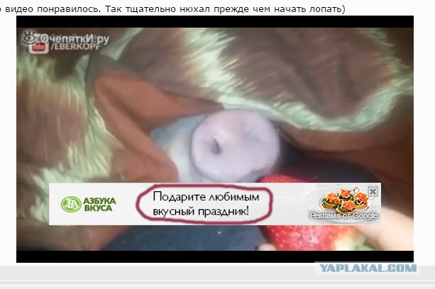 Когда жизнь удалась