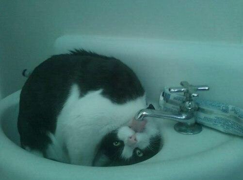 Коты и Кошки